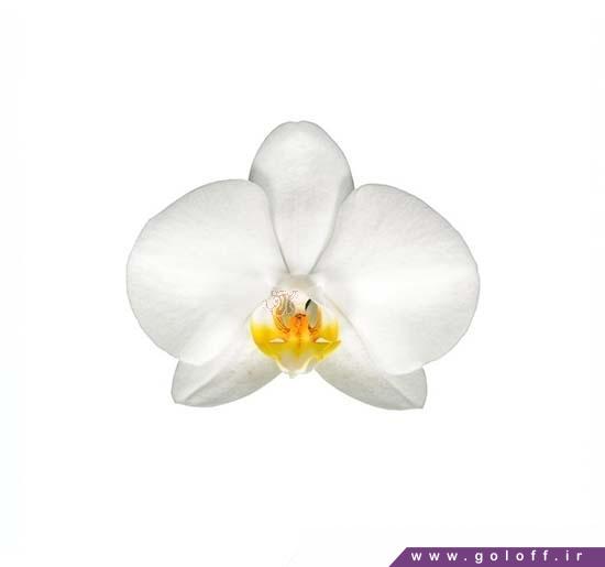 گل ارکیده فالانوپسیس آبردین - Phalaenopsis Orchid | گل آف